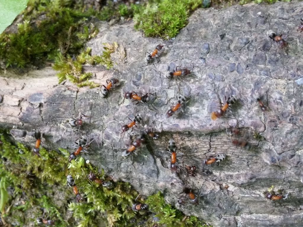 Formicidae:   Liometopum microcephalum